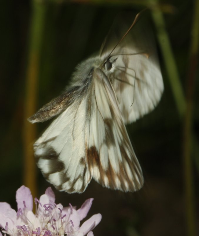 mariposa_7241.jpg