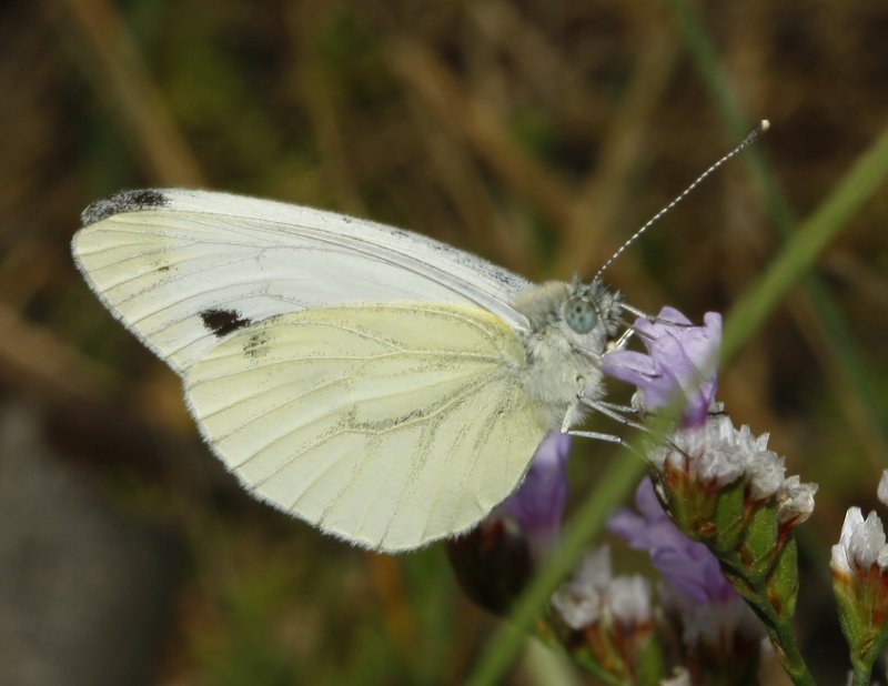 mariposa_7296.jpg