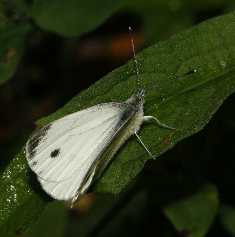 mariposa_7381.jpg