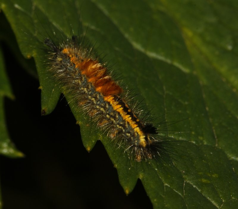 mariposa_7440.jpg