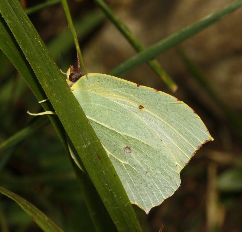 mariposa_7467.jpg