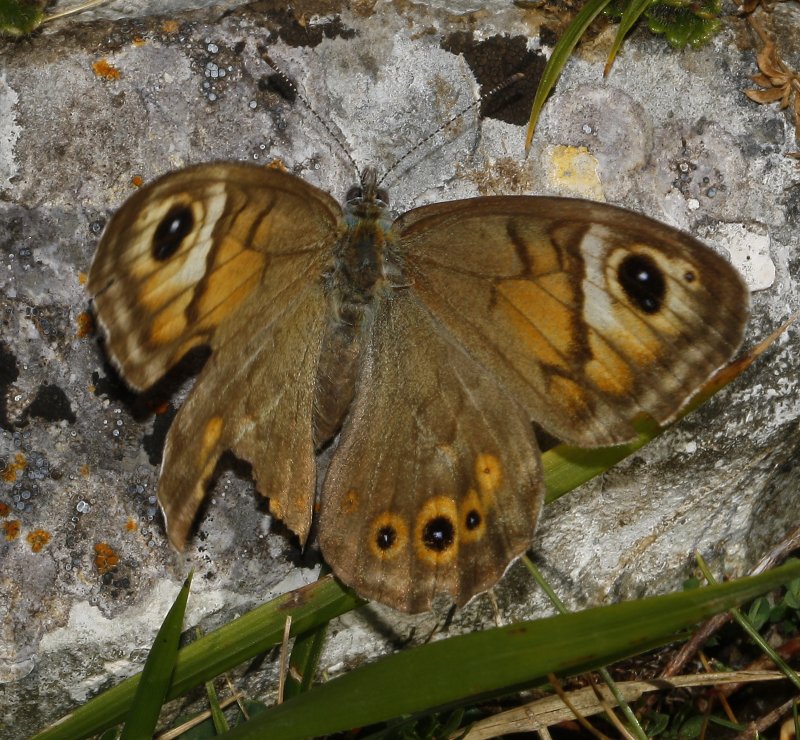 mariposa_7472.jpg