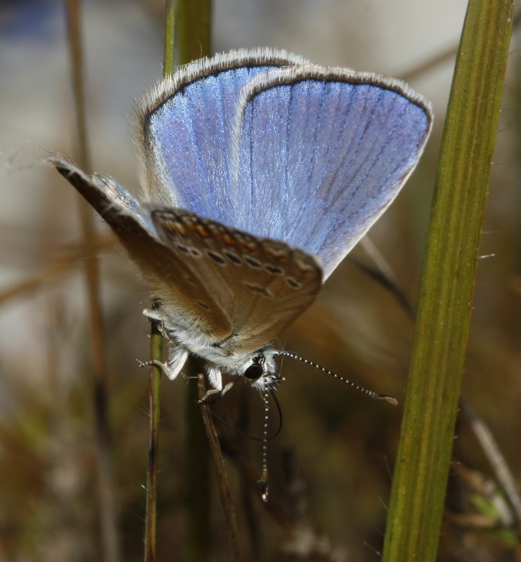 mariposa_7565.jpg
