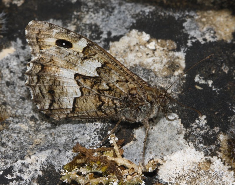 mariposa_7576.jpg