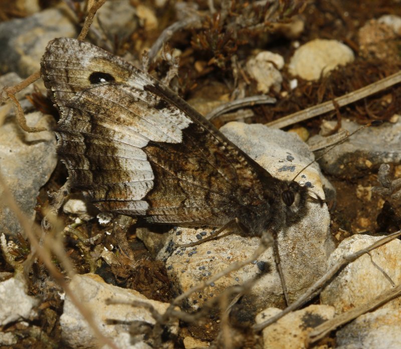 mariposa_7602.jpg