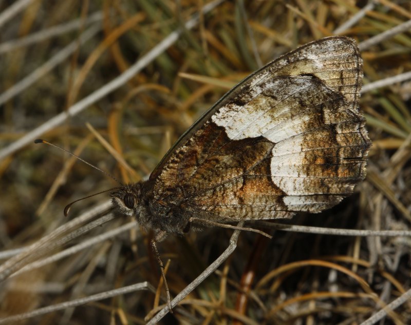 mariposa_7603.jpg