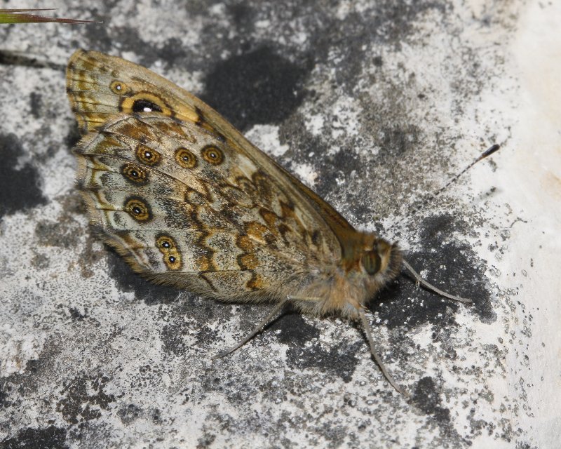 mariposa_7974.jpg