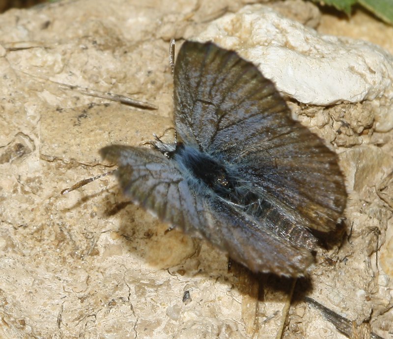 mariposa_7984.jpg