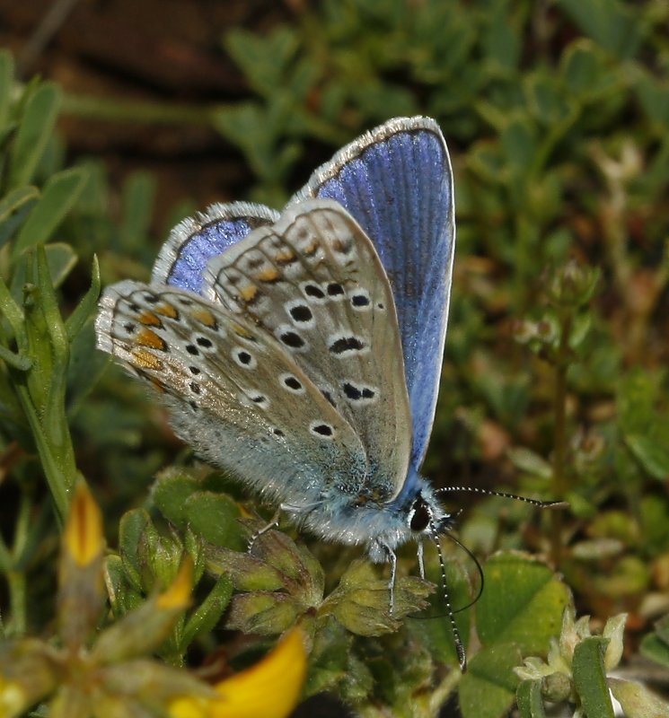 mariposa_7985.jpg