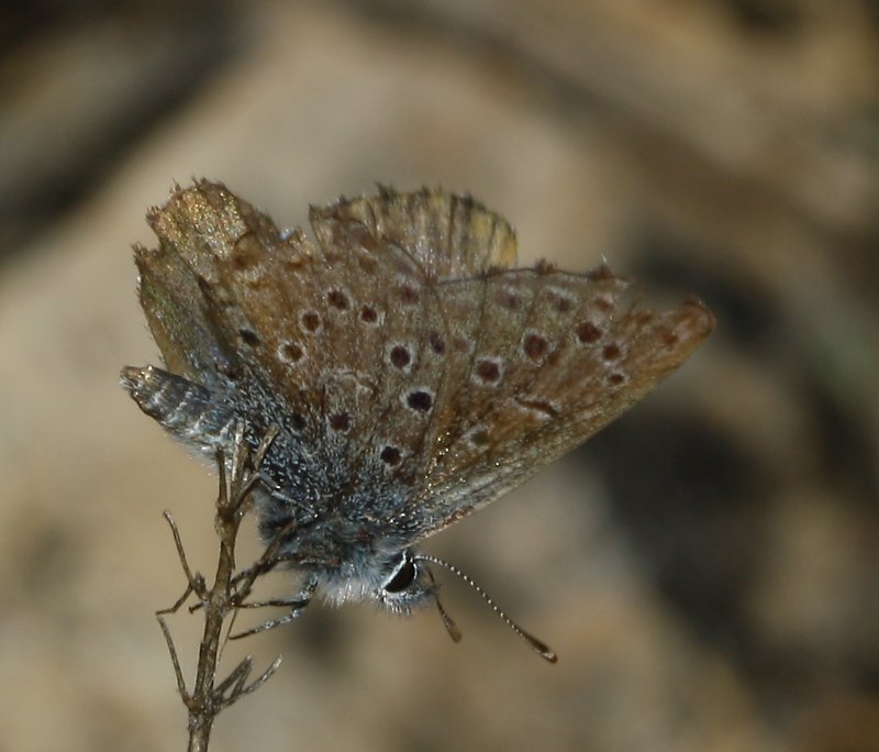 mariposa_7987.jpg