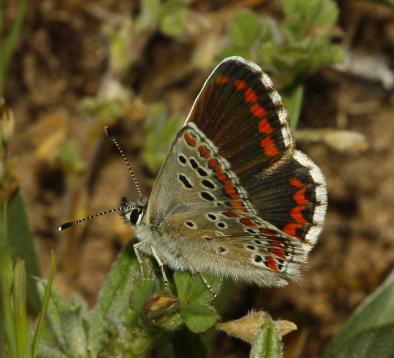 mariposa_8020.jpg