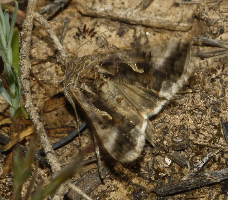 mariposa_8087.jpg