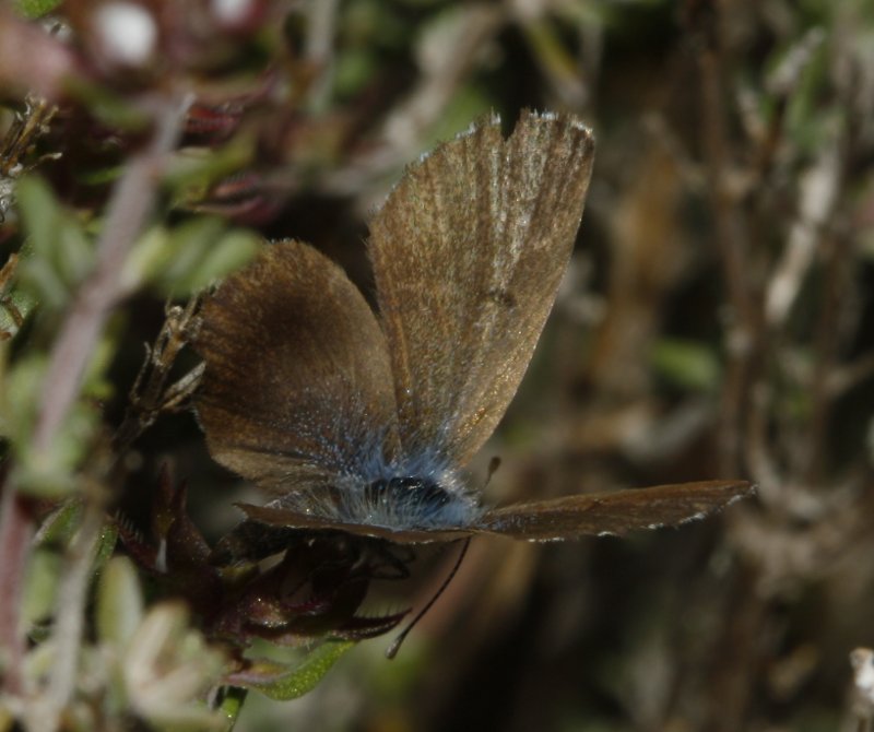 mariposa_8089.jpg