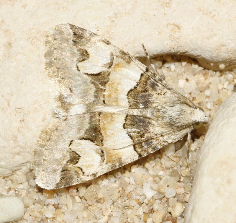 mariposa_8092.jpg
