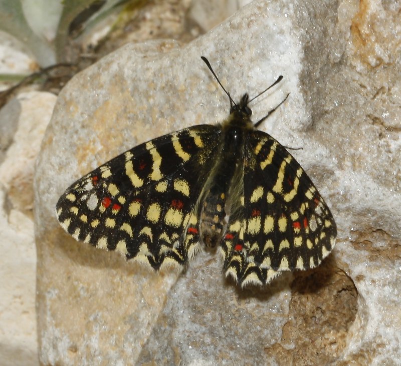 mariposa_8104.jpg
