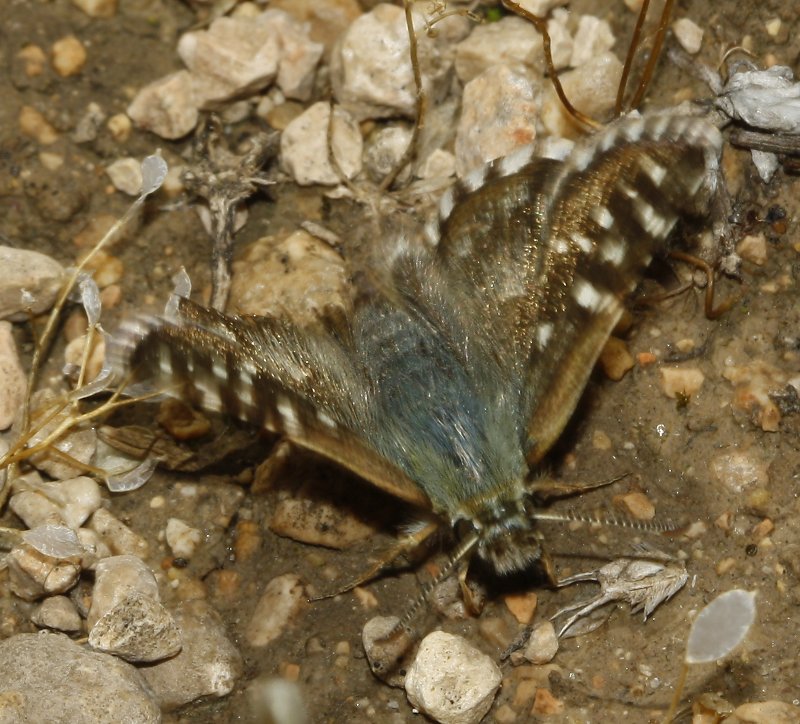 mariposa_8112.jpg