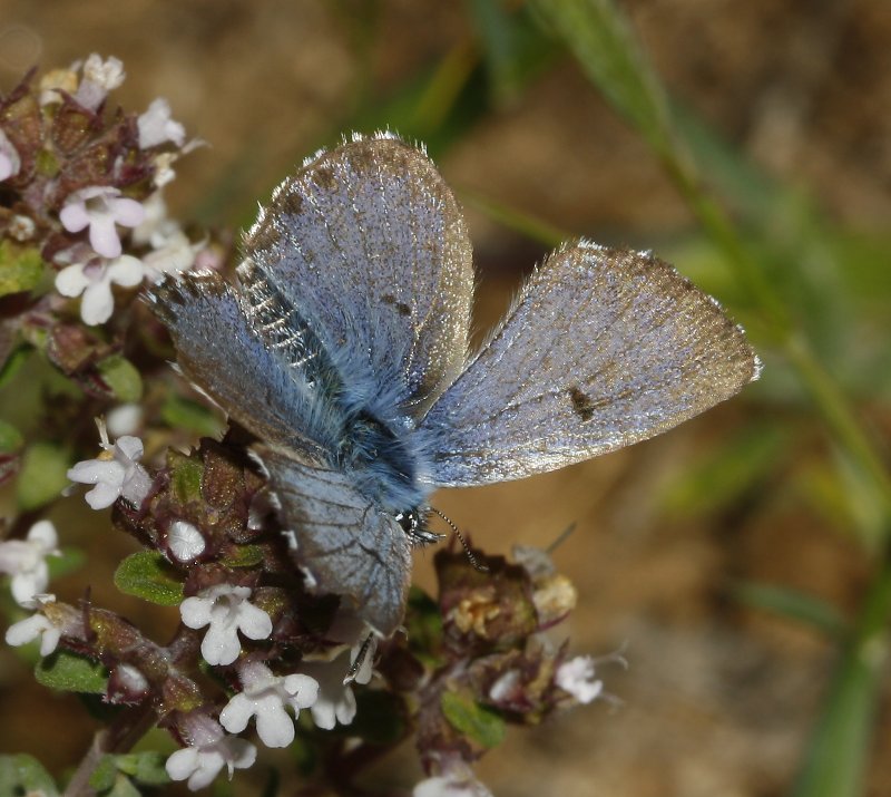 mariposa_8143.jpg