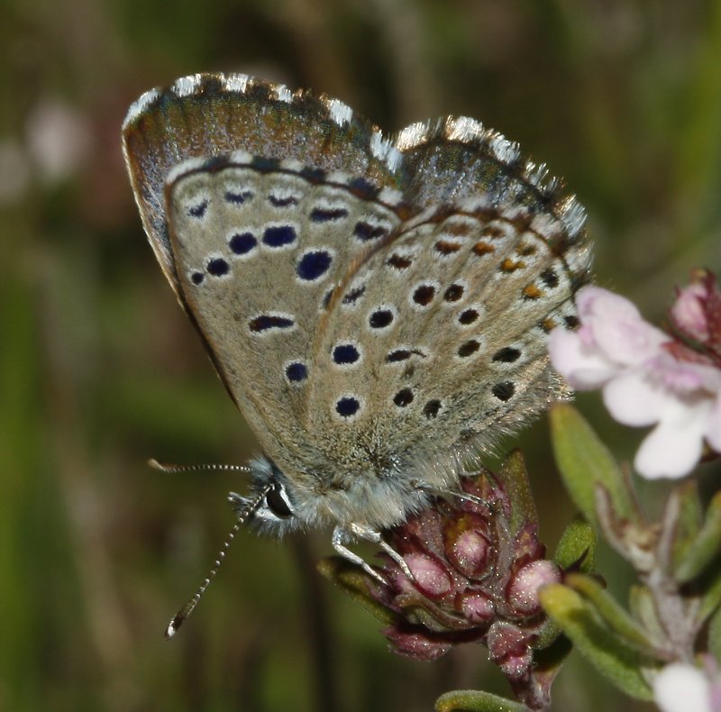 mariposa_8145.jpg