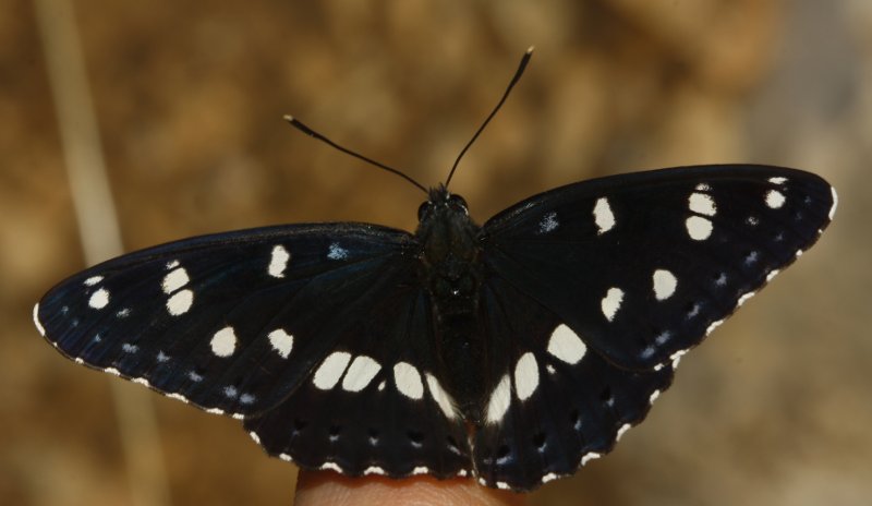mariposa_8207.jpg