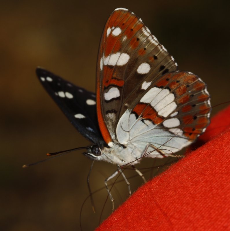 mariposa_8212.jpg