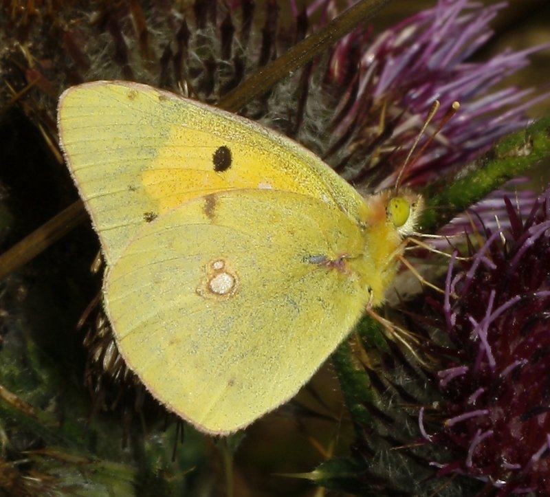 mariposa_amarilla_6584.jpg