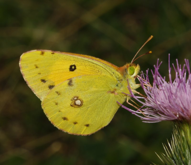 mariposa_amarilla_6722.jpg