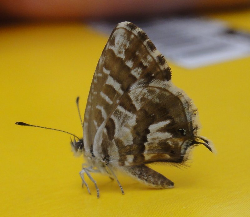 mariposa_DSC00837.jpg