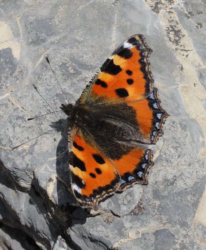 mariposa_DSC01634.jpg
