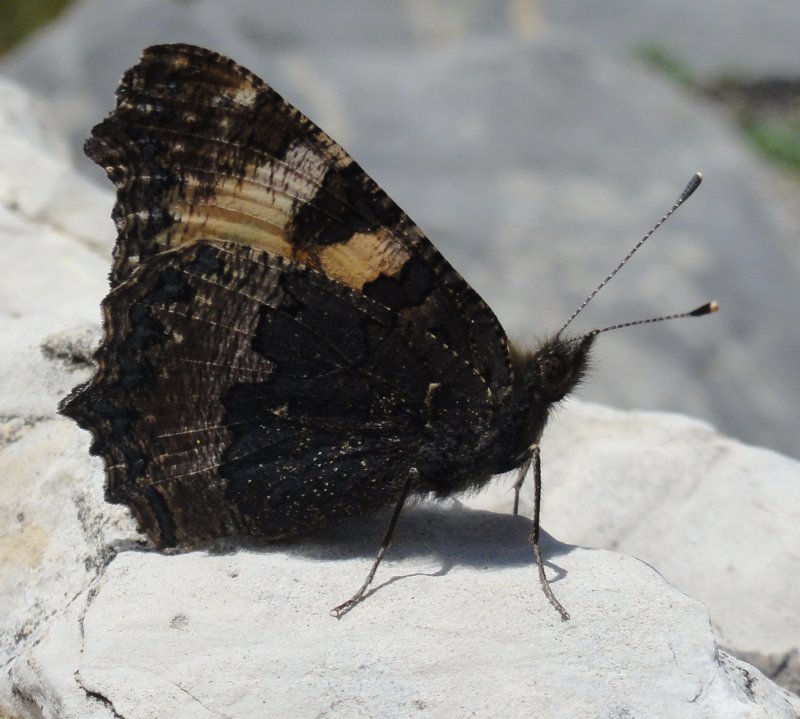 mariposa_DSC01635.jpg