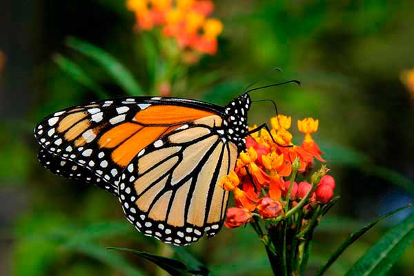 Mariposa_monarca_danaus_plexippus_migraci_n_migration_butterflies_monarch.jpg