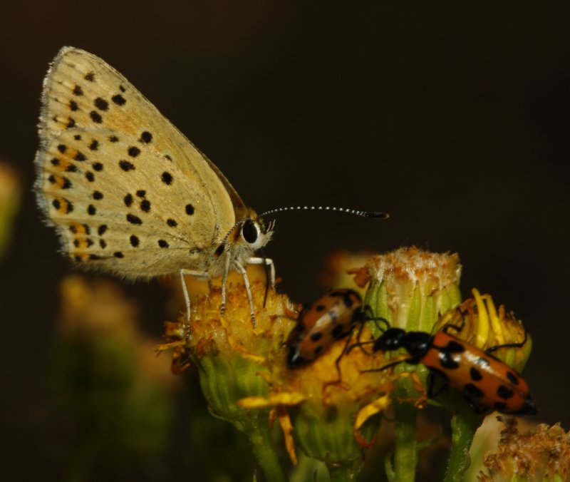 mariposa_naranja_5866.jpg