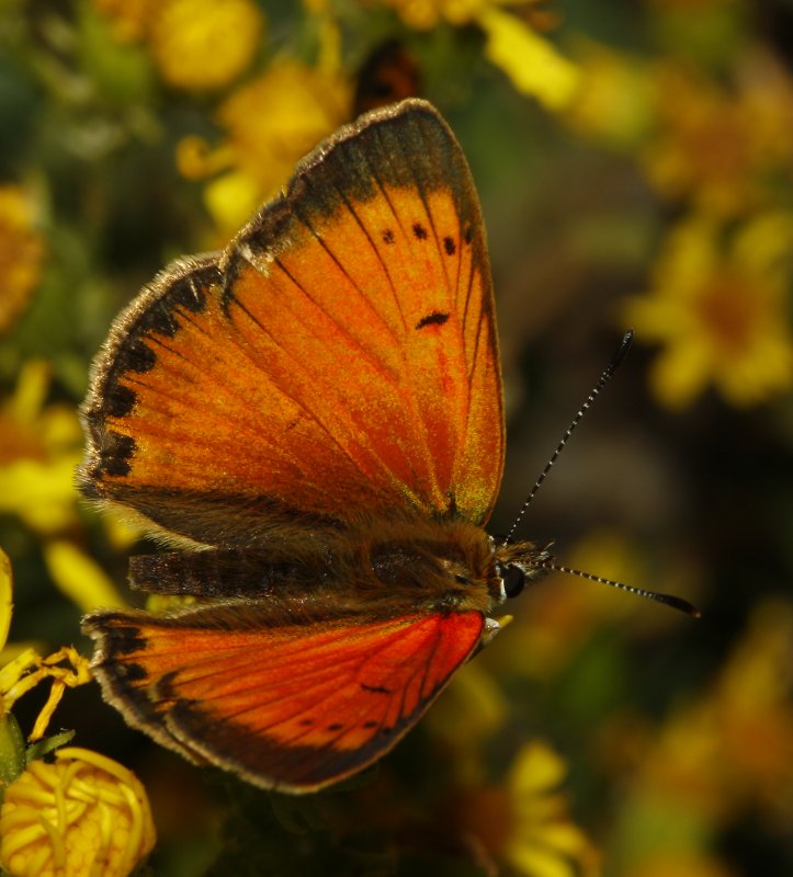 mariposa_naranja_6125.jpg