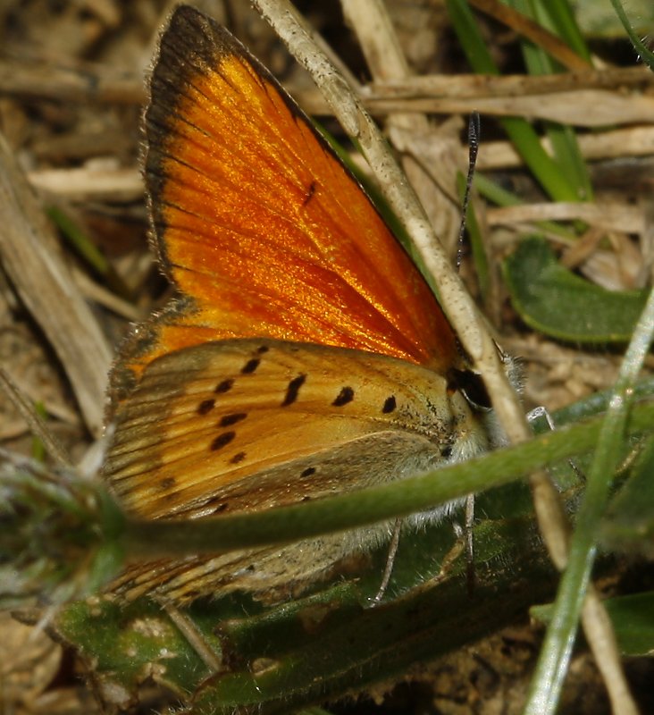 mariposa_naranja_6682.jpg
