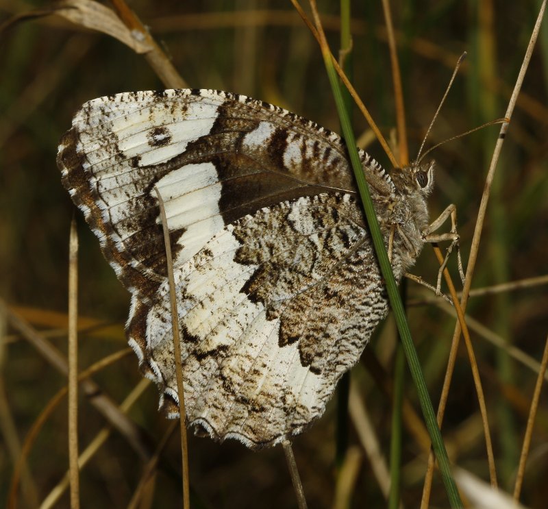 mariposa_ninfa_5871.jpg