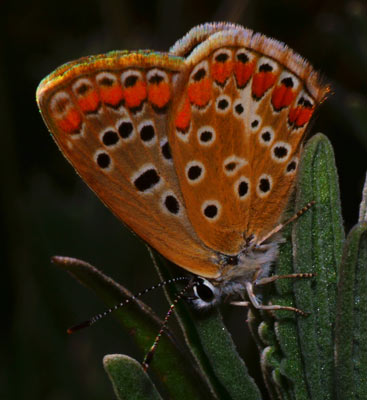 Mariposa_original.jpg