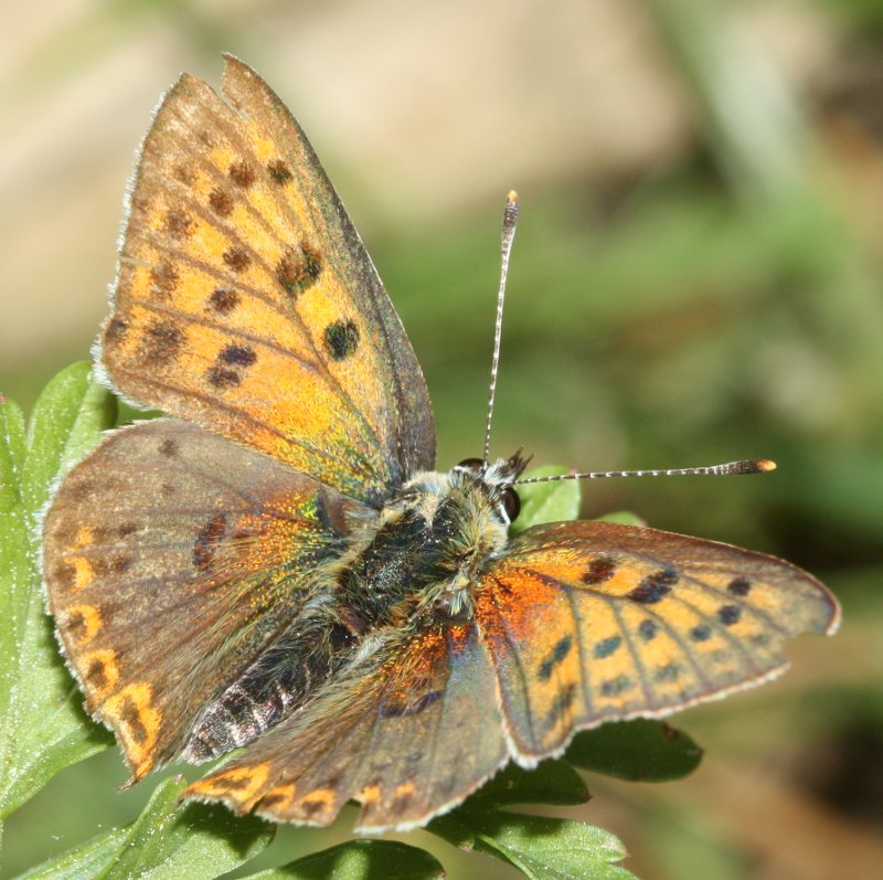 mariposaa.jpg