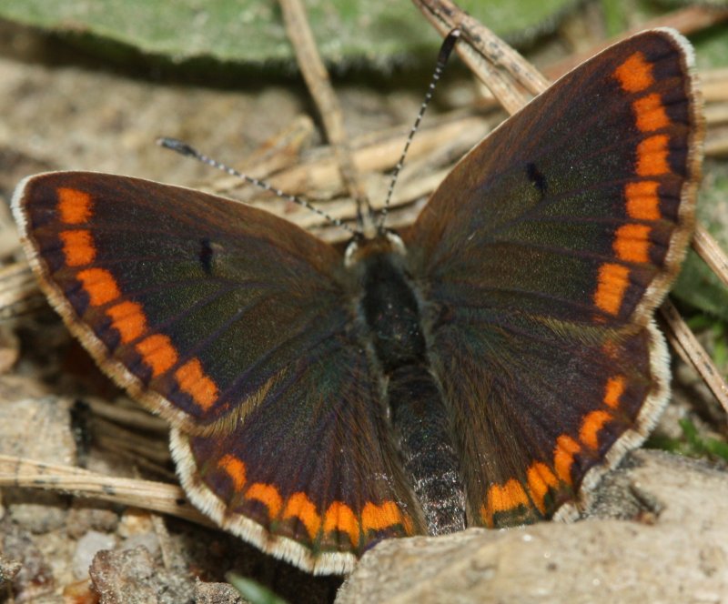mariposab.jpg