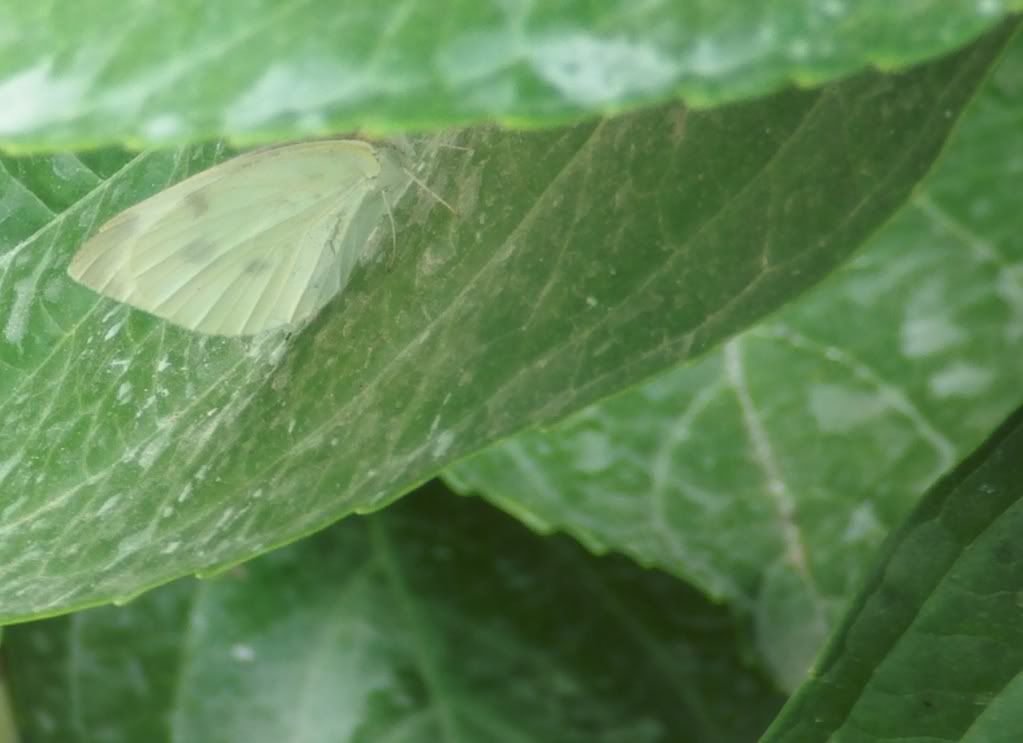 mariposablancadecerca.jpg
