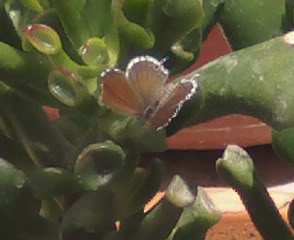 mariposaencgollum2.jpg