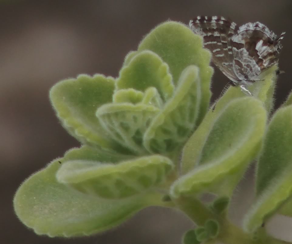 mariposaenpletrancthus.jpg