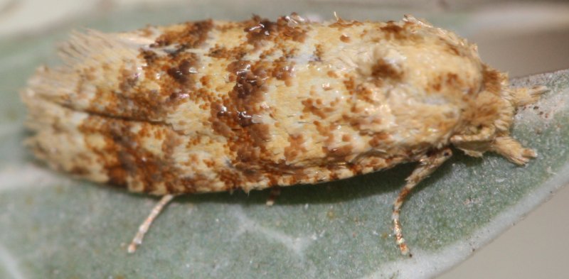Mariposagjul.jpg