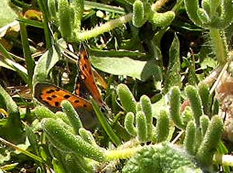 mariposaident.jpg