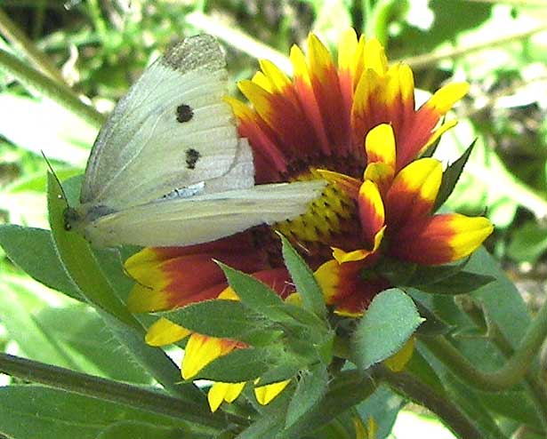 mariposaident2.jpg