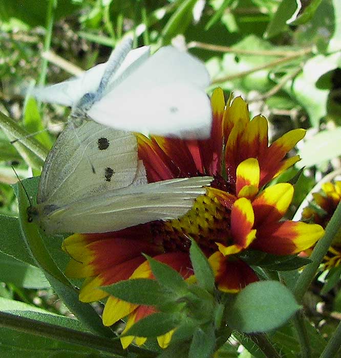 mariposaident3.jpg
