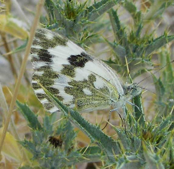 mariposaident6.jpg