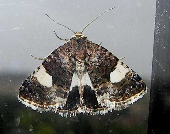 mariposaident7.jpg