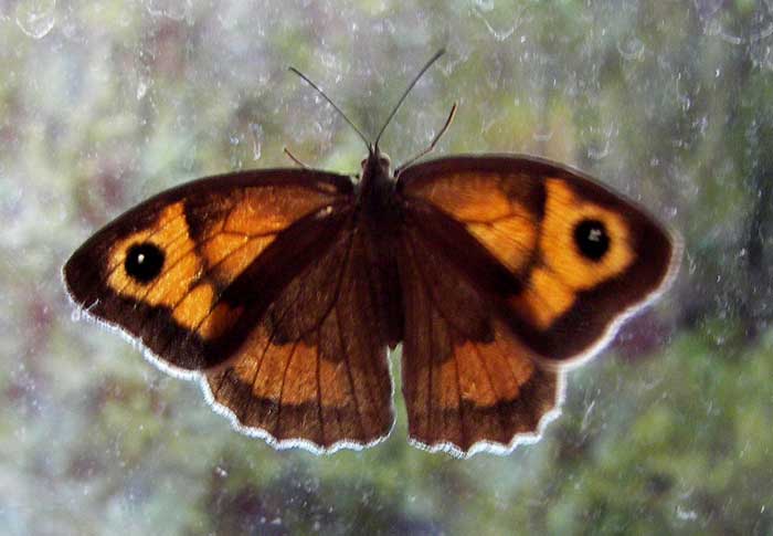 mariposaident8.jpg