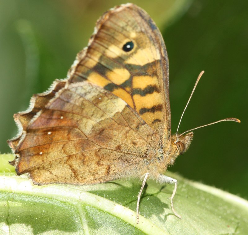 mariposam.jpg