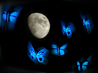 MARIPOSAS%25C2%25B4%25C2%25B4.jpg