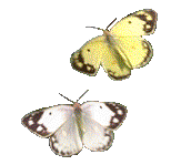 mariposas.gif
